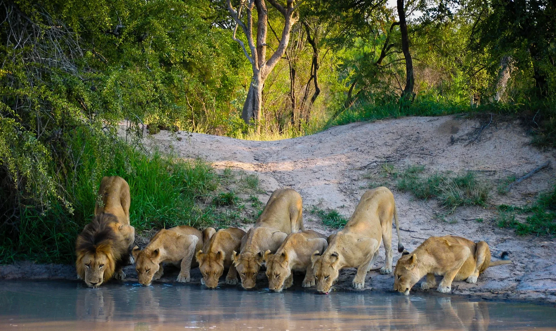 Savannah Majesty Safari – Into the Heart of the Wild