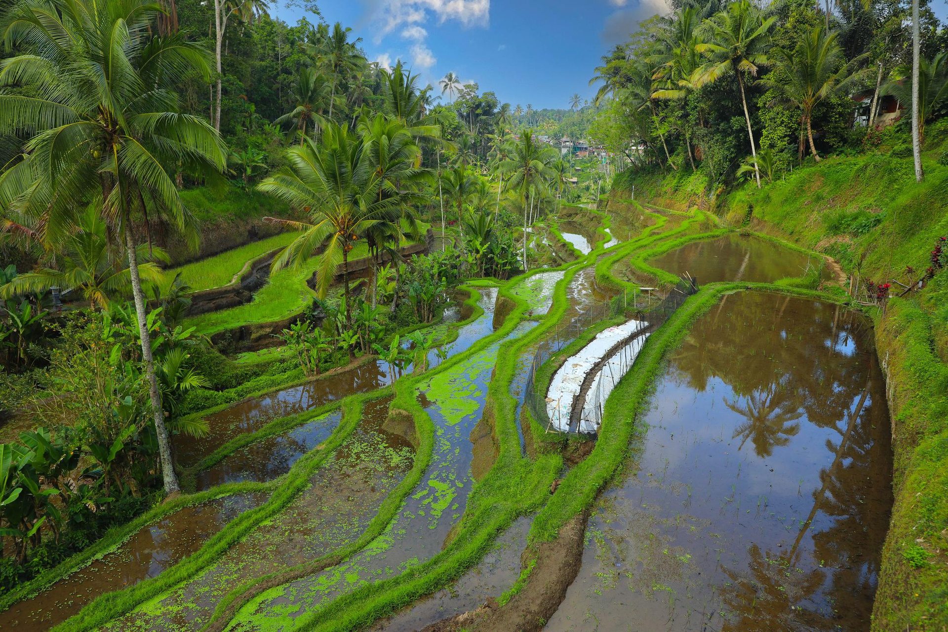 Bali Serenity Escape – A Journey into Nature, Culture & Calm